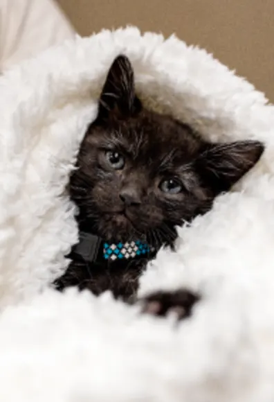 Kitten snuggled in blanket at Arroyo Vista Veterinary Hospital